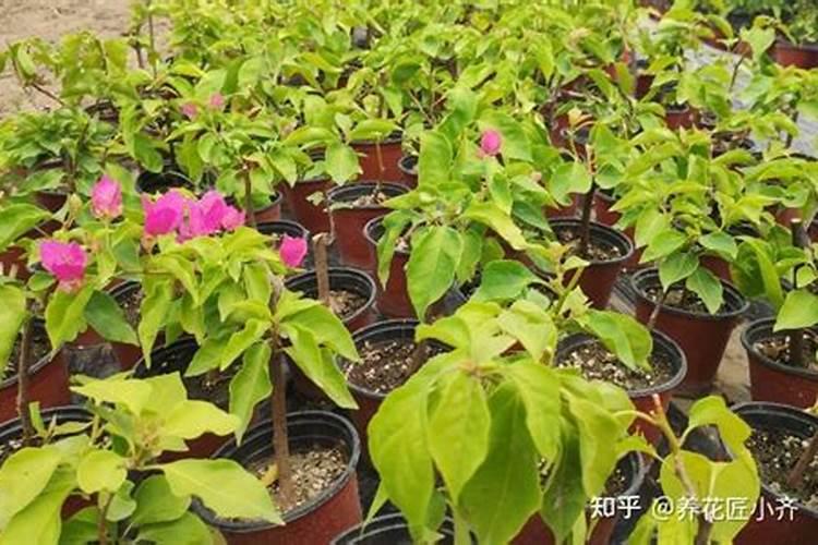 月季肥伤的状态叶子是怎样的