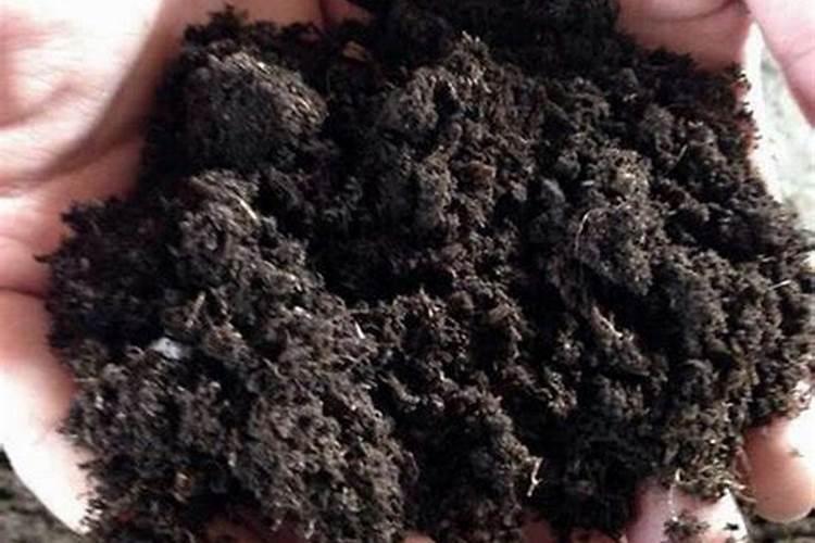 小香葱可以用雾培种植吗