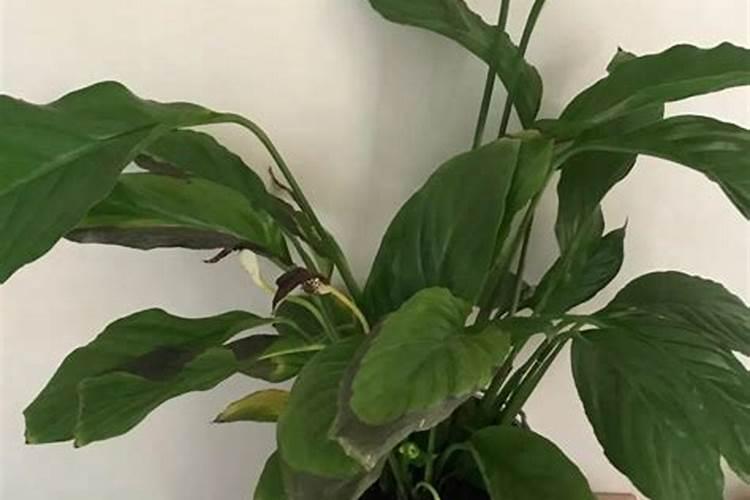 青海长云暗雪山的金甲是什么意思