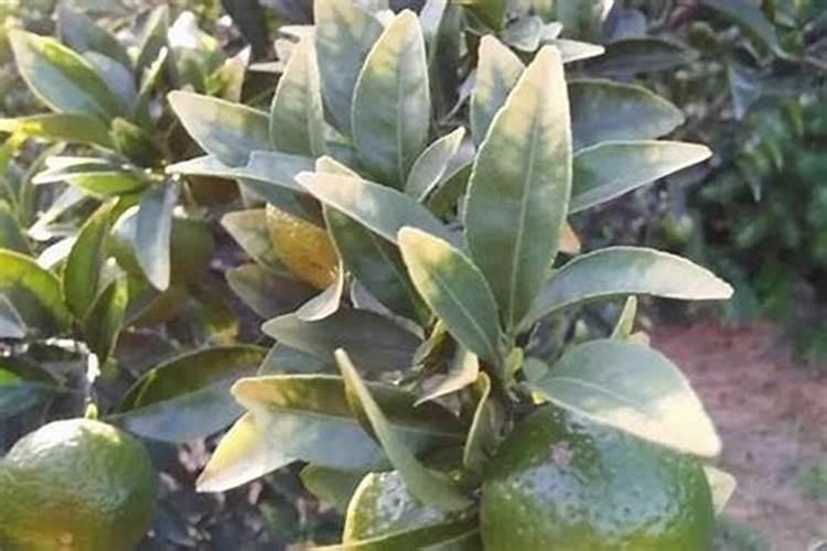 大花蕙兰怎么施肥