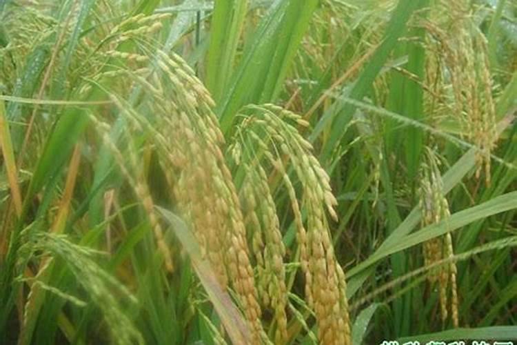 钾肥怎么施效果好