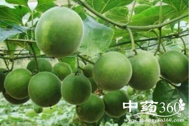 瓜蒌种植第一茬与第二茬间隔多少年？