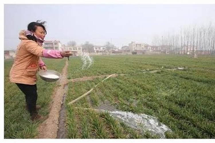 香樟树叶子发黄怎么治