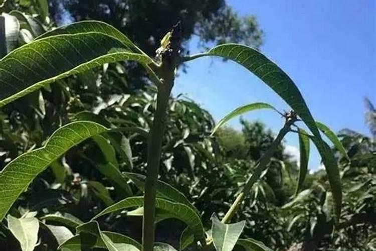 芒果树用什么肥料最好