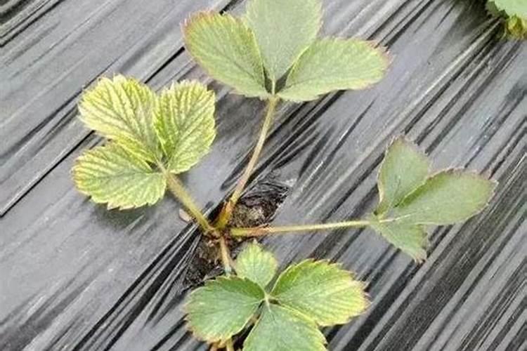 冬季草莓种植该如何避免僵化果？