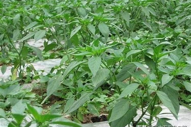 什么药会使辣椒发亮呢