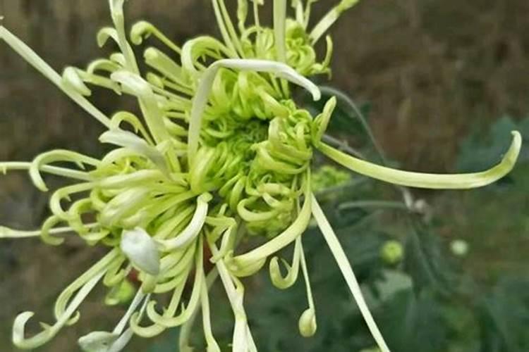 菊花花蕾期可以施肥吗