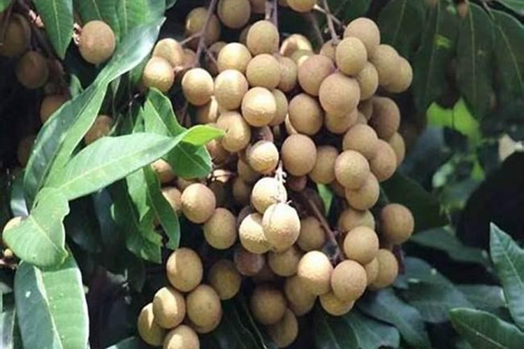 龙眼树施什么肥长得快 龙眼树施哪种肥长得快