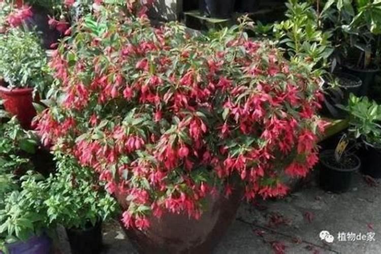 倒挂金钟花期掉花苞怎么办