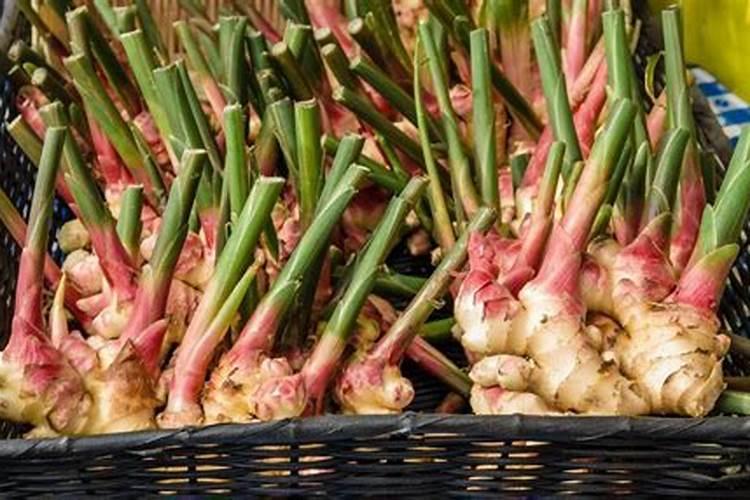 大姜种植后头两次浇水应怎么冲施肥料？