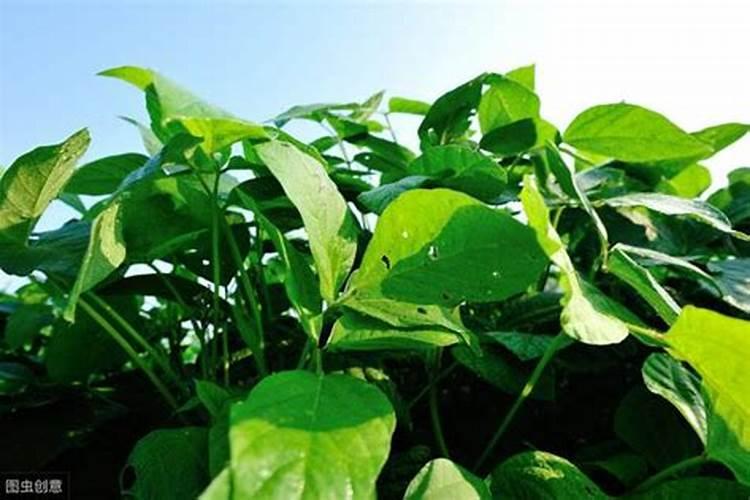 花生底肥用什么肥料好