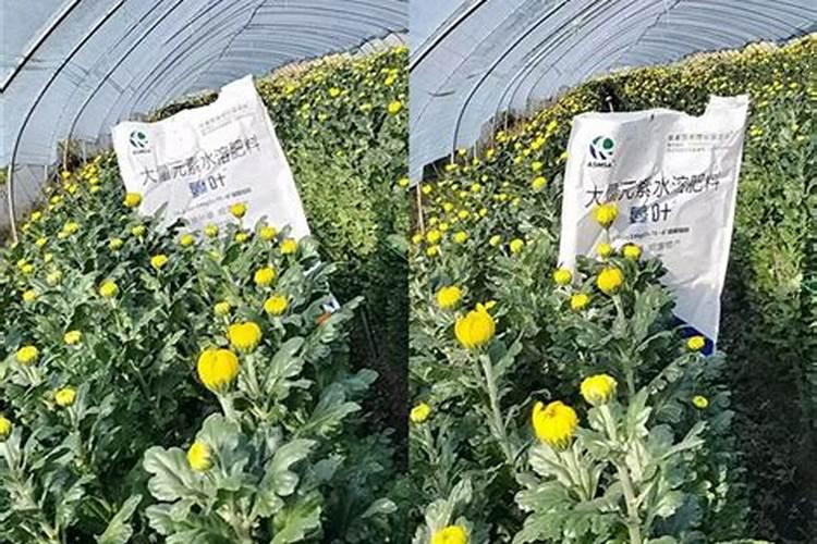 硝酸钾是什么肥