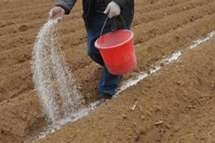 冲施治大葱根腐20%乙酸铜每亩用量