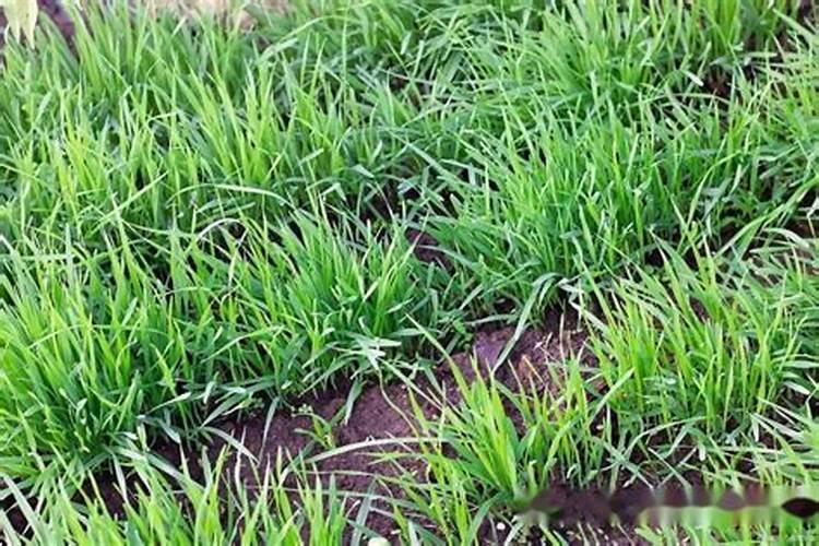 青草盆栽 如何浇水