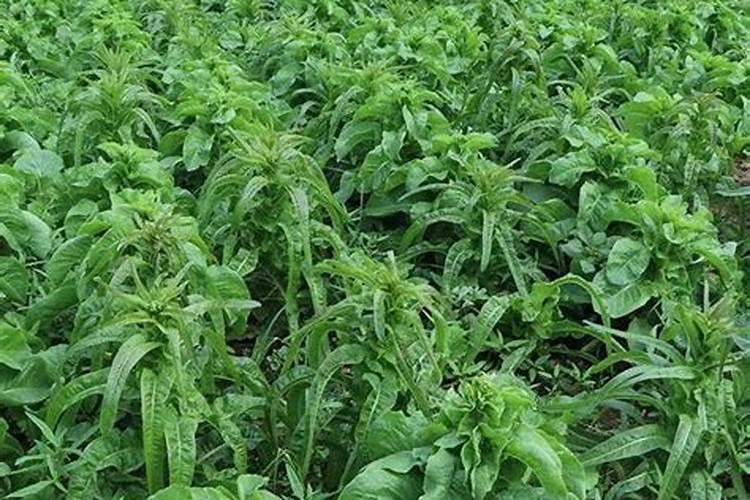 硫酸钙过多危害有什么？怎么使用呢？