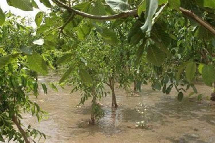 盖好地膜用棍子种红薯方法