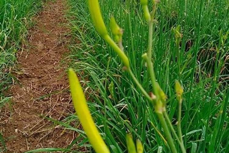 黄花菜高产的施肥方法？