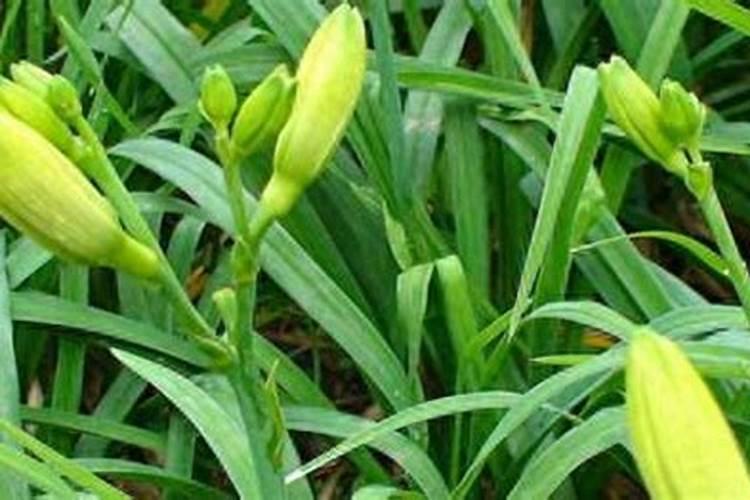 黄花菜的丰产栽培技术,黄花菜栽培技术与管理