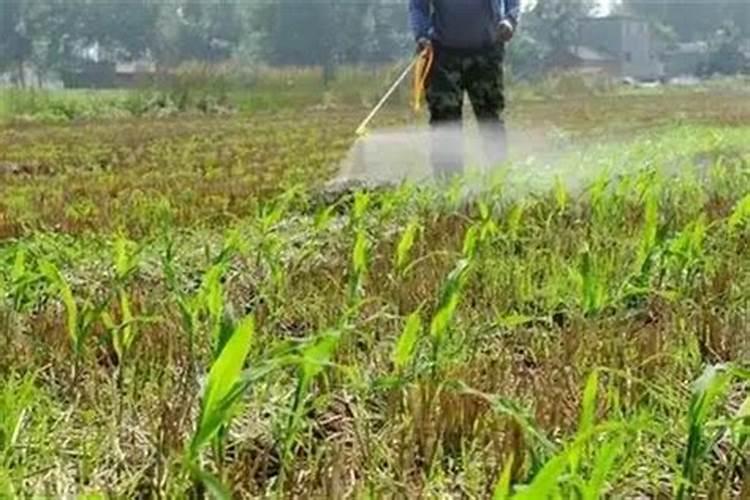 哪里能买到正品百倍邦海藻肥