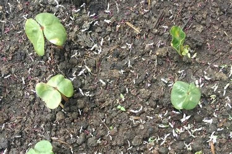 锌肥棉花七月底能滴灌吗？