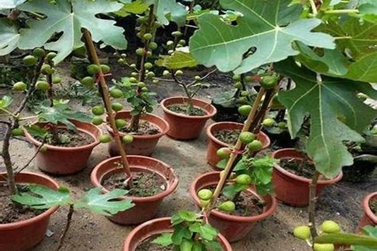 无花果施肥的正确方法