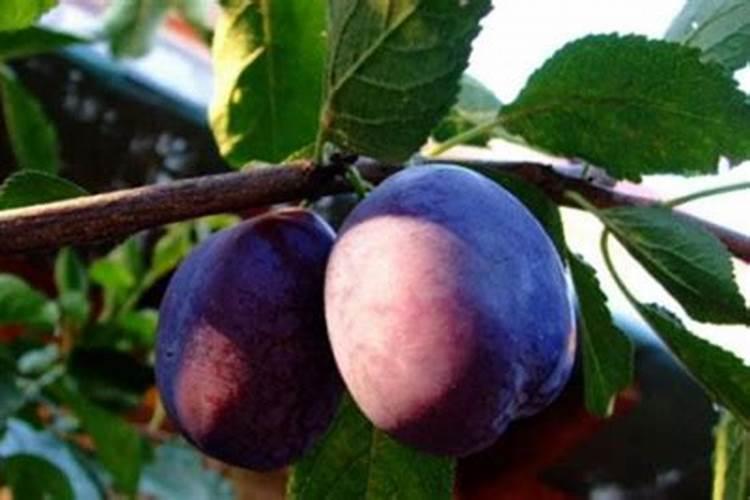 水溶肥是什么？怎么使用水溶肥？