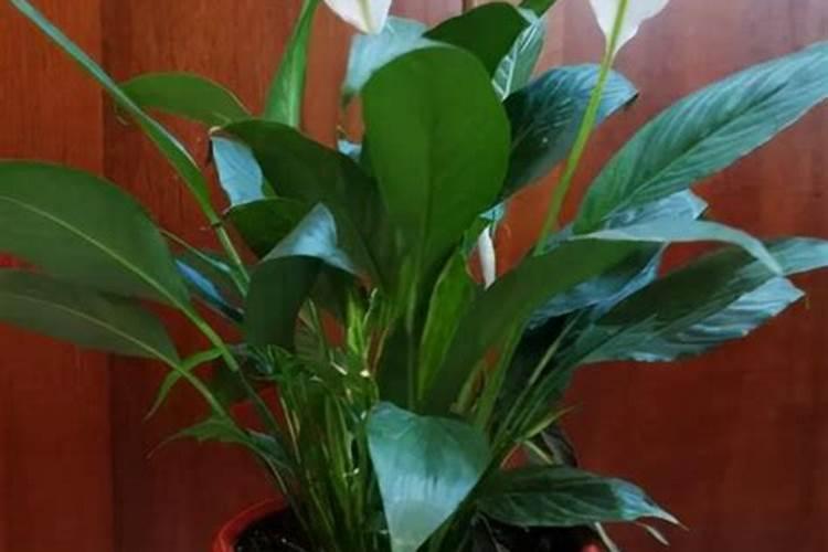 葡萄始花期能浇水施肥吗