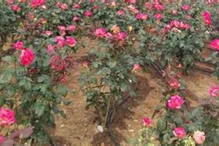 新移植的月季什么时候开始施肥