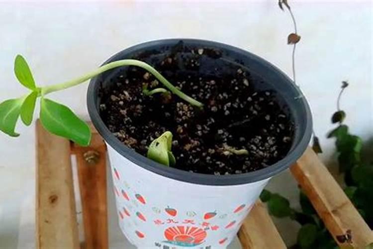 油菜栽下多久施肥好