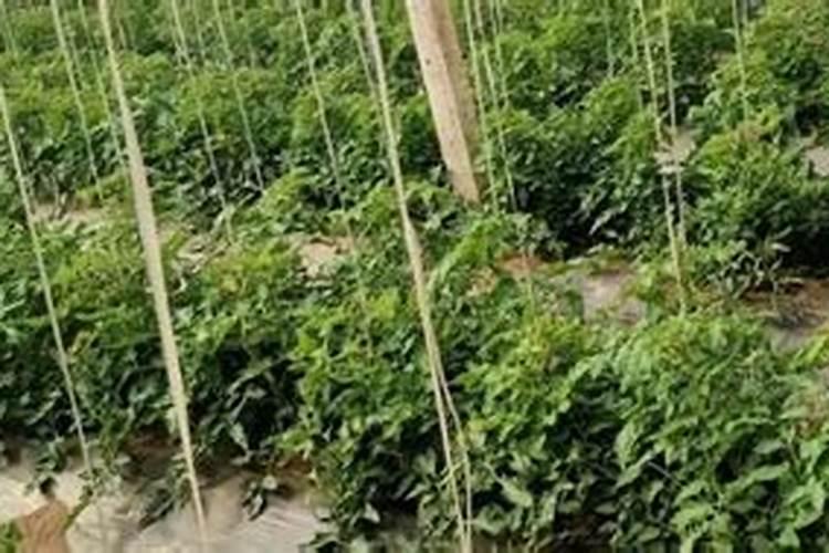 多肉多久施肥一次施什么肥