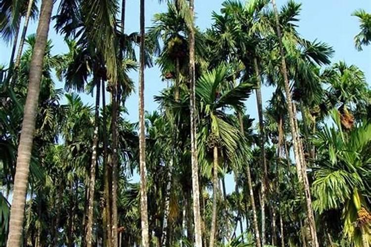 石灰对果树有何作用桃树地可以撒？