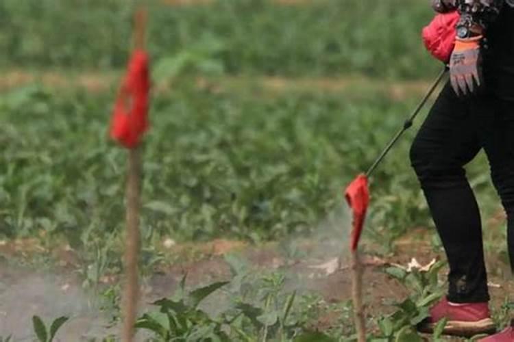 家里用什么可以做花肥