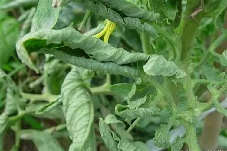 家种蔬菜用什么肥料