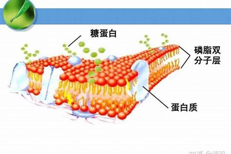 四川有哪些大型肥料公司