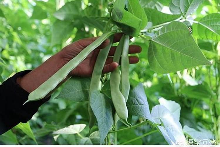 黄腐酸化肥和腐植酸化肥那个好