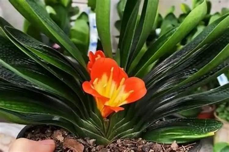 君子兰多久施一次肥最好