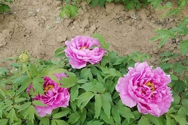 牡丹花如何施肥
