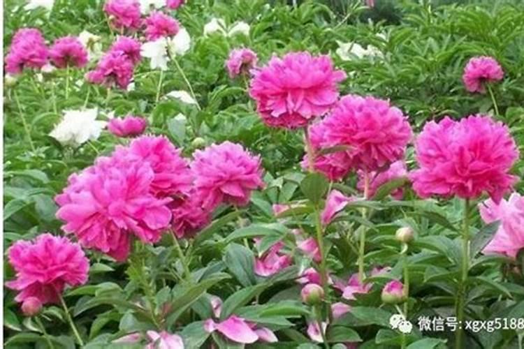 中药材种植怎样打破休眠期,缩短出苗时间呢？