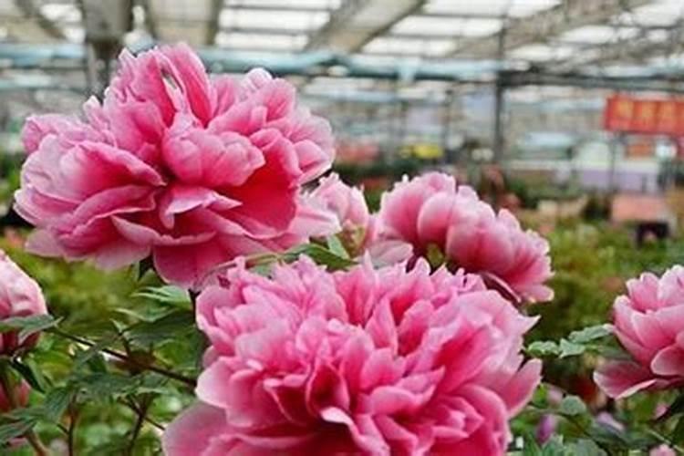 牡丹花开花要什么肥料