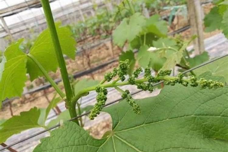 水稻直播,怎样施肥获高产？