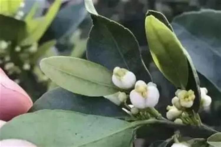 柚子树施什么肥最好？掌握“六肥”,更有利于柚子高产稳产