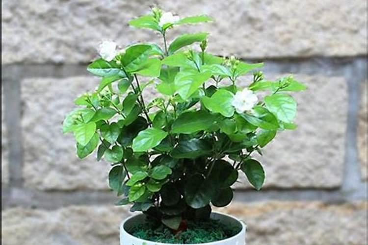 茉莉修剪以后如何养护爆盆