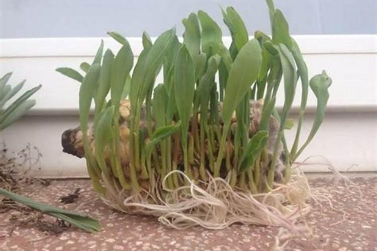 玉米棒子芯怎样做养花的土