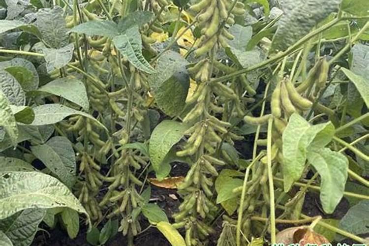 从万人厂区到荒草丛生,河池东江棉纺厂