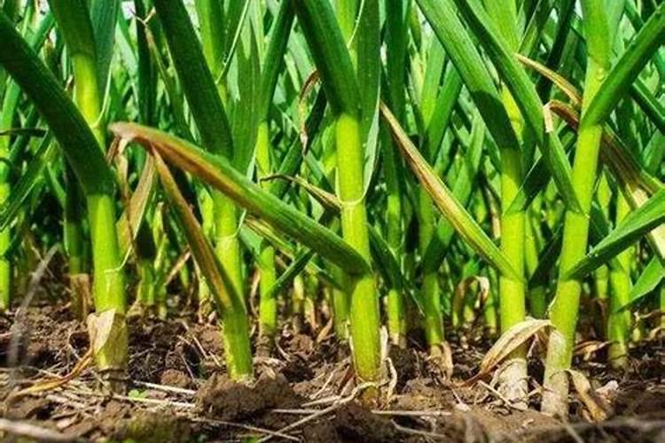 中量元素水溶肥的作用与功效 中量元素水溶肥什么时候用合适