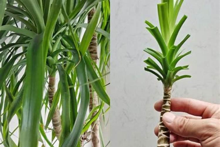 龙铁怎么养才能更旺盛