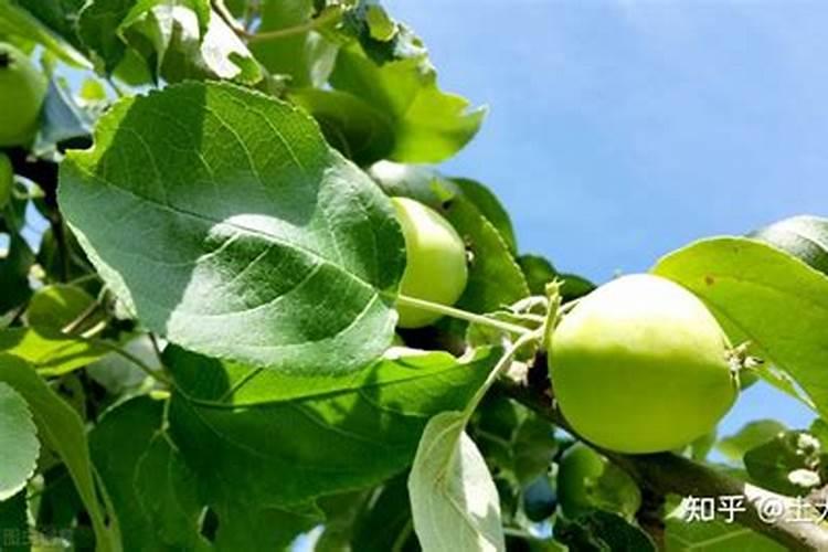 苹果用什么水溶肥好