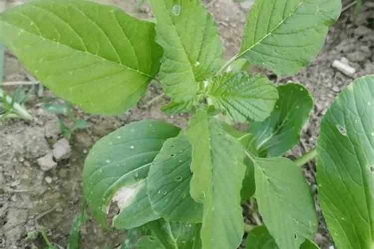 金正大系列产品介绍