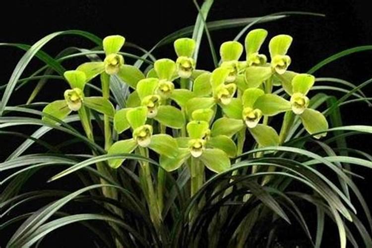 冲施肥的使用方法