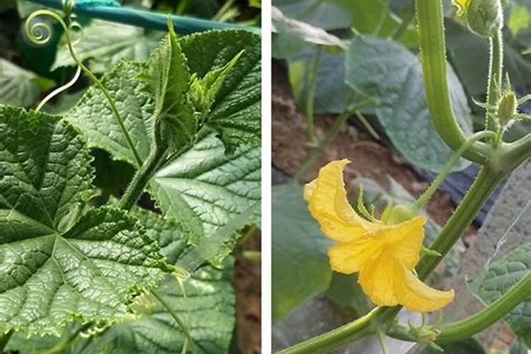 莴笋膨大长粗用什么肥或药